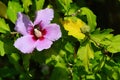 Early autumn leaves and purple flower of rose of Sharon, latin name Hibiscus Syriacus Royalty Free Stock Photo