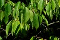 Early autumn mature leaves of small Chinese tree Eucommia Ulmoides on dark background Royalty Free Stock Photo