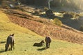 Early autumn morning in a mountain village. Horses with foals grazing in the meadow, small country houses Royalty Free Stock Photo