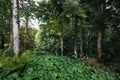 Early autumn mountain forest landscape with cloudy sky, north Caucasus. Royalty Free Stock Photo