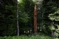 Early autumn mountain forest landscape. North Caucasus. Royalty Free Stock Photo