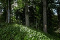 Early autumn mountain forest landscape. North Caucasus. Royalty Free Stock Photo