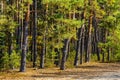 Early autumn panorama of mixed forest thicket in Mazowiecki Landscape Park in Celestynow town near Warsaw in Poland