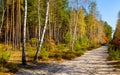 Early autumn panorama of mixed forest thicket in Mazowiecki Landscape Park in Celestynow town near Warsaw in Mazovia in Poland