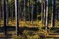 Early autumn panorama of mixed forest thicket in Mazowiecki Landscape Park in Celestynow town near Warsaw in Mazovia in Poland