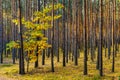 Early autumn panorama of mixed forest thicket in Mazowiecki Landscape Park in Celestynow town near Warsaw in Mazovia in Poland