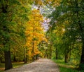 early autumn park in the city with yellow and green trees, beautiful alley Royalty Free Stock Photo
