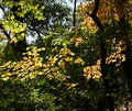 Early Autumn in the park at St Louis, MO Royalty Free Stock Photo