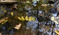 Early Autumn in the park at St Louis, MO Royalty Free Stock Photo