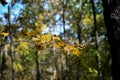 Early Autumn in the park at St Louis, MO Royalty Free Stock Photo