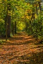 Early Autumn Pathway