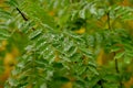 The Early autumn Robinia pseudoacacia leaves in raindrops