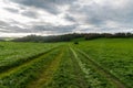 Early autumn rolling landscape with lower hills covered by meadow with path and forest