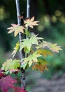 Close-up shot of the maple leaves gradually changing color in early autumn.