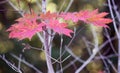 Close-up shot of the maple leaves gradually changing color in early autumn..