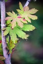 Close-up shot of the maple leaves gradually changing color in early autumn..