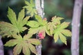 Close-up shot of the maple leaves gradually changing color in early autumn.