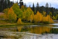 Early autumn yellow trees water reflection. Royalty Free Stock Photo