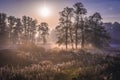 Sunrise in Kampinos Forest Royalty Free Stock Photo