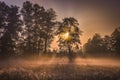 Sunrise in Kampinos Forest, Poland Royalty Free Stock Photo