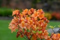 Early azalea rhododendron prinophyllum flowers