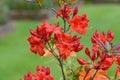 Early azalea rhododendron prinophyllum flowers