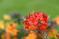 Early azalea rhododendron prinophyllum flowers