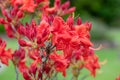 Early azalea rhododendron prinophyllum flowers