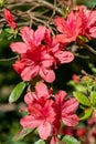 Early azalea rhododendron prinophyllum flowers