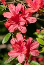 Early azalea rhododendron prinophyllum flowers