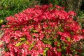 Early azalea rhododendron prinophyllum flowers