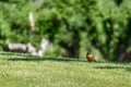 Early bird gets the worm, American Robin hunting for worms in a lush lawn on a sunny morning Royalty Free Stock Photo