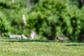 Early bird gets the worm, American Robin hunting for worms in a lush lawn on a sunny morning Royalty Free Stock Photo