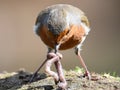 Early bird gets the worm - frontal view of Robin with worm Royalty Free Stock Photo