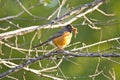 Early bird gets the worm, Robin with beak full of breakfast. Royalty Free Stock Photo