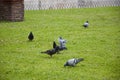 The early bird gets the worm. Rock doves. Gray pigeons on green grass. Pigeon birds on lawn in summer. Flock of feral pigeons. Royalty Free Stock Photo