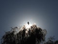 The Early Bird- hawk tree sunrise- Royalty Free Stock Photo