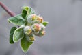 Early bloom buds on the edge of an apple tree branch on a grey background macro Royalty Free Stock Photo