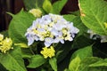 Early in bloom phase, blueish lavender hydrangea