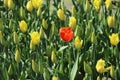 Red tulip in the oasis of yellow tulips. Early bloom. Royalty Free Stock Photo