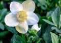 Hellebores - Christmas rose- Lenten rose