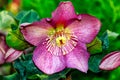 Hellebores red - Christmas rose- Lenten rose