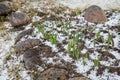 Primroses in buds in early spring on a snow flower bed. early blooming daffodil flower sprinkled with snow. changeable Royalty Free Stock Photo