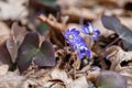 Early blue sign of spring time Royalty Free Stock Photo
