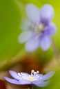 Early blue spring wild flower liverleaf or liverwort Royalty Free Stock Photo