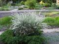 Early broom, Cytisus praecox Albus Royalty Free Stock Photo