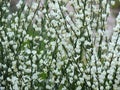 Early broom, Cytisus praecox Albus Royalty Free Stock Photo