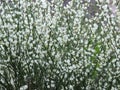 Early broom, Cytisus praecox Albus Royalty Free Stock Photo