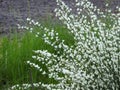 Early broom, Cytisus praecox Albus Royalty Free Stock Photo