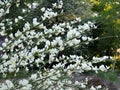 Early broom, Cytisus praecox Albus Royalty Free Stock Photo